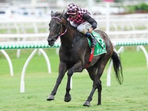 Heathcote unveils potential carnival star