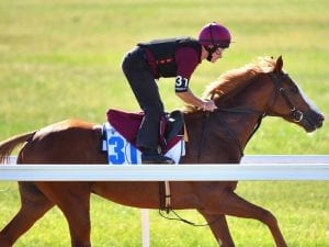 Melbourne Cup placegetter out of autumn