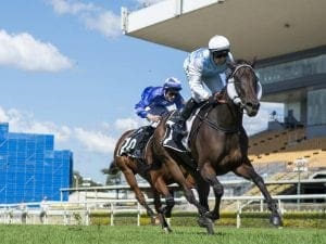 Restrictions on horse movement in Qld