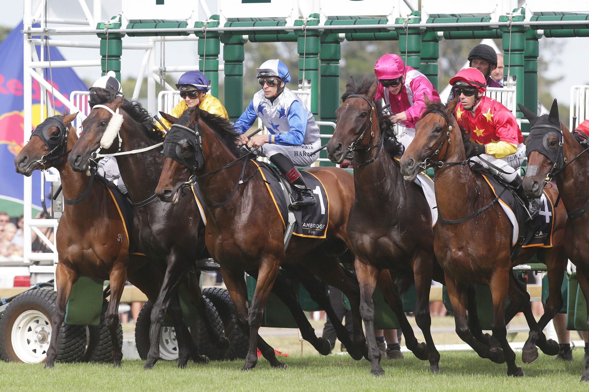 New Zealand racing resumes