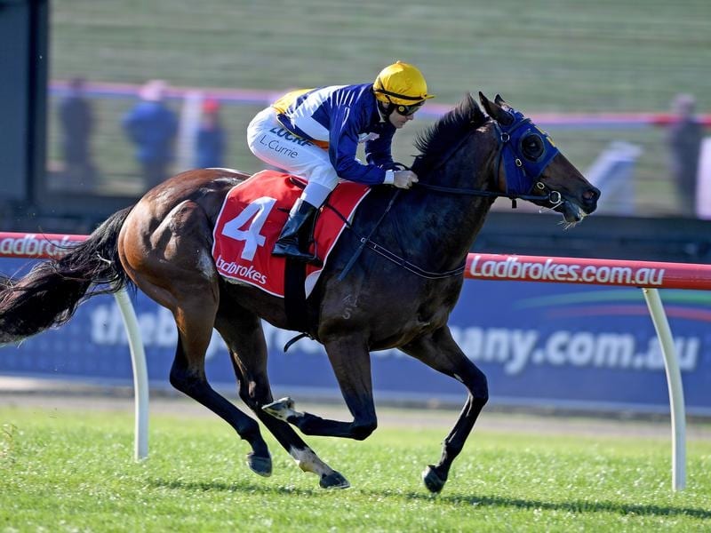 Scottish Rogue runs for a new stable at Caulfield.