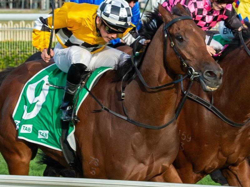 Tambo's Mate has been ruled out the Stradbroke Handicap.