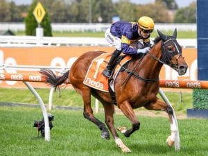 Buffalo River is a key chance in the Ajax Stakes on Saturday