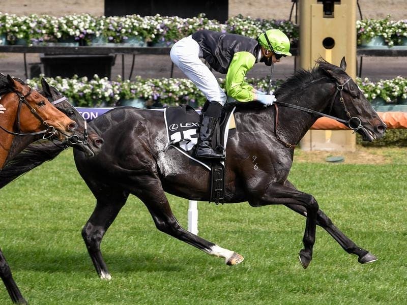 2023 Melbourne Cup horse colours Bay Chestnut Brown Grey