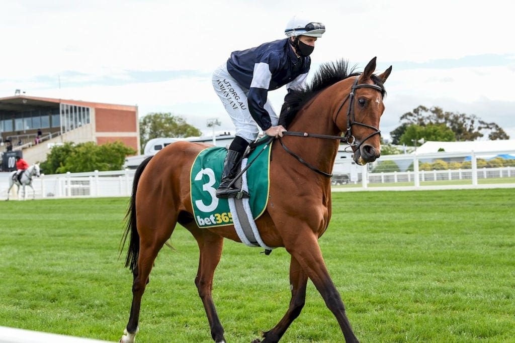 King Of Leogrance Scratched Melbourne Cup 2020 Horse Betting King Of Leogrance Scratched Melbourne Cup 2020 Horse Betting