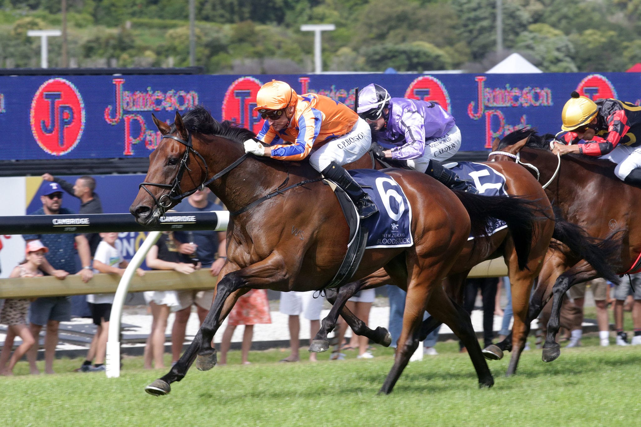 Amarelinha is expected to be prominent in the New Zealand oaks on Saturday