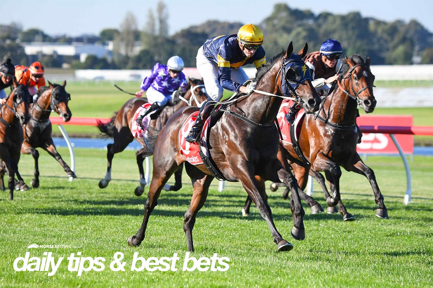 top horse racing tipster