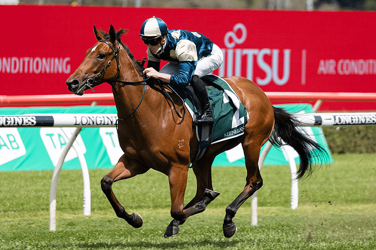 Coolangatta racehorse