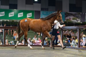 Peter Moody makes highest purchase of Magic Millions Sales day 1