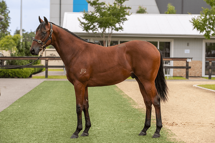 Lot 313 - Extreme Choice x To Dubawi Go