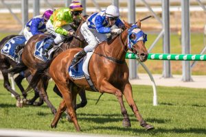 Turf Man looking for a top ten Adelaide Cup finish