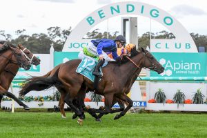 Henry Dwyer expects Hollerlujah to improve again to win The Showdown