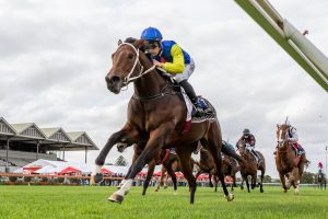 Behemoth Stakes attracts strong field