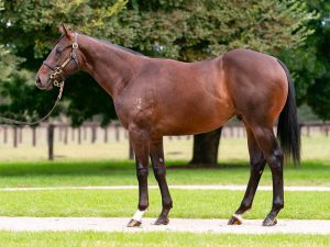 Coolmore buys $3m colt