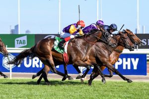 Starelle primed to win Queen Of The South Stakes at Morphettville