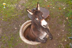 Artorius the donkey - Punt Drunk