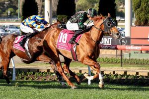 Aysar looks to step up with the elite in Sir Rupert Clarke Stakes
