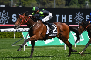Stockman Melbourne Cup bound following St Leger win