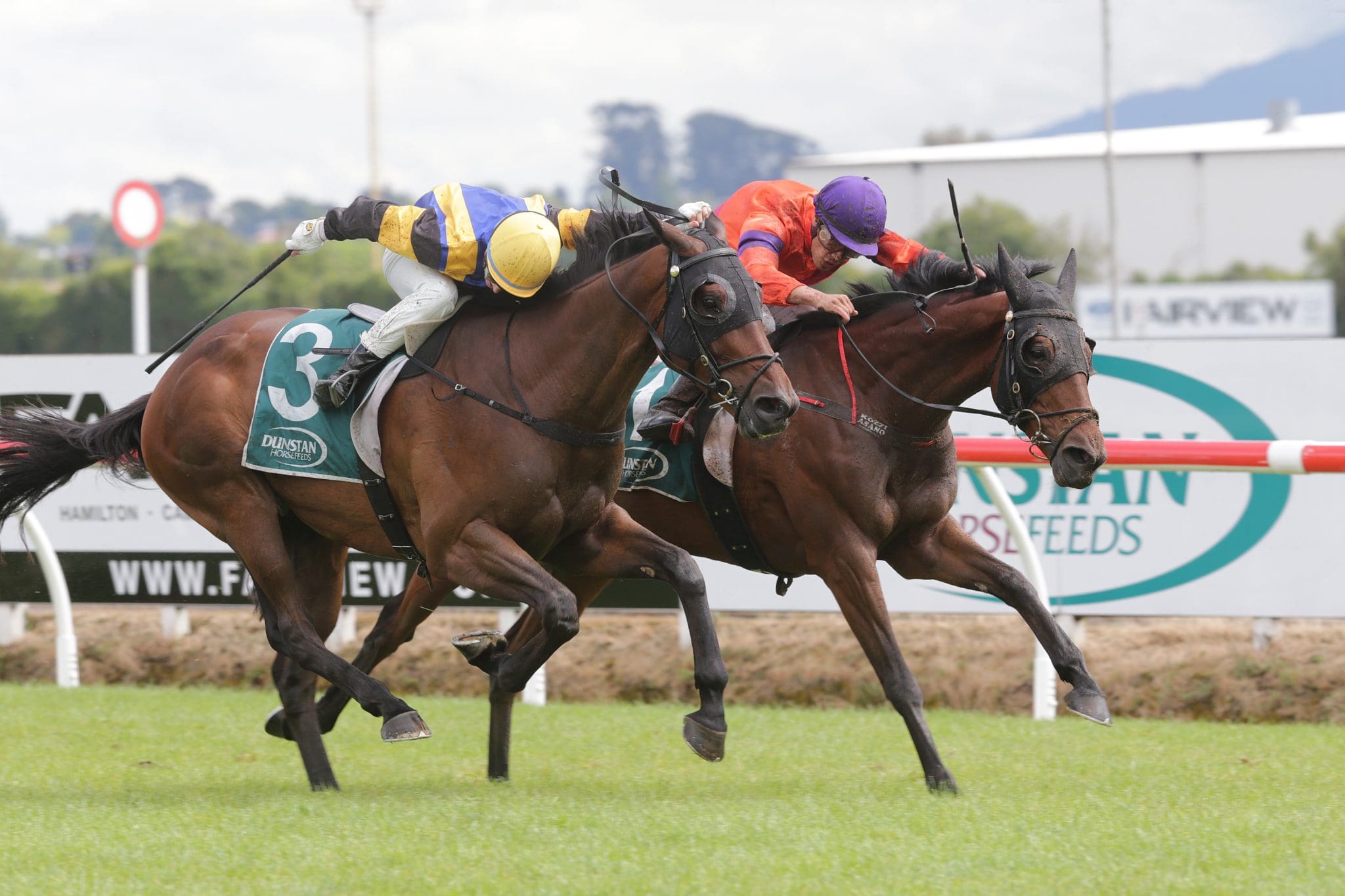 Ess Vee Are To Line Up In Stayers Championship Final At Te Rapa