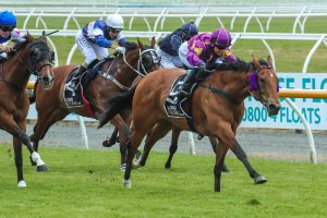 Robinson trio on song for Timaru Stakes