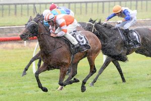 New Zealand Derby treble on radar for O’Sullivan and Scott