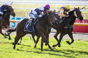 Latta hoping for dramatic turn in Oaks build-up