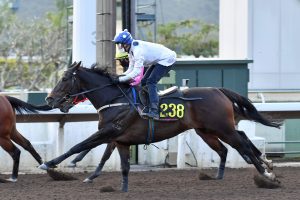 Vincent Ho’s keeping the faith in Golden Sixty ahead of Stewards’ Cup
