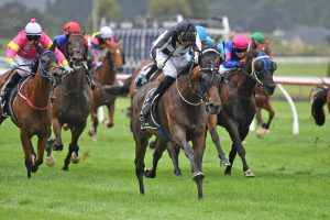 Allan Sharrock's cup contenders thriving for the Wellington Cup