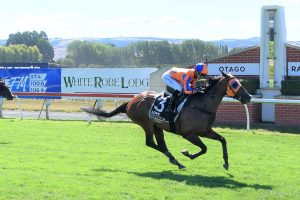 Perfect result in Dunedin feature for Te Akau Racing