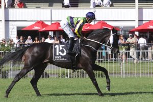 Queensland Derby an option for Andalus