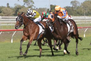 Prowess downs older rivals in dramatic New Zealand Stakes