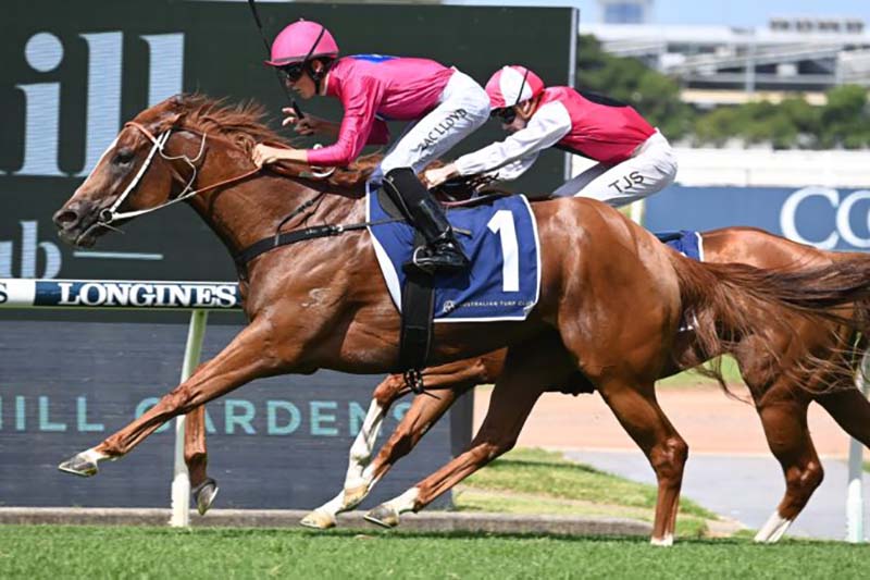 Electric Girl will race in the Canterbury Stakes on Saturday.