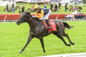 Cardinal Gem relishes the wet in Group 3 Victoria Handicap