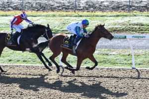 Nereus leads home stable double at Cambridge