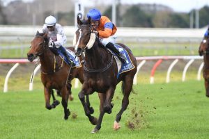 Quirky Habits primed for Listed Ryder Stakes assignment