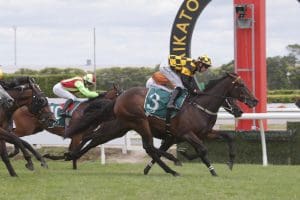 Lance Noble dreaming big for stable stars