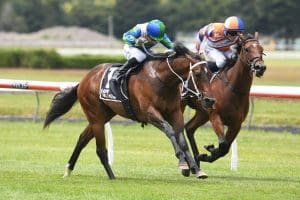 Guineas hopes in good shape for Hastings lead-ups