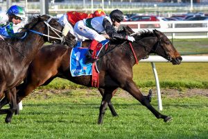 Mr Brightside opens short in small Makybe Diva Stakes field