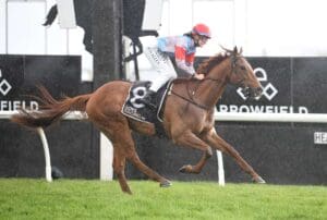 Semper Magico relishes heavy conditions at Hastings