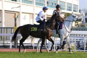 Another record beckons for fresh Golden Sixty in Hong Kong Mile