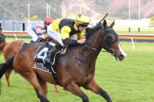One Bold Cat overpowers Feilding Gold Cup opposition