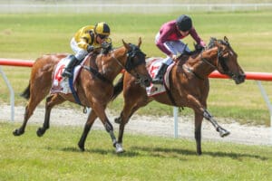 Follow Your Dreams claims Reefton Cup