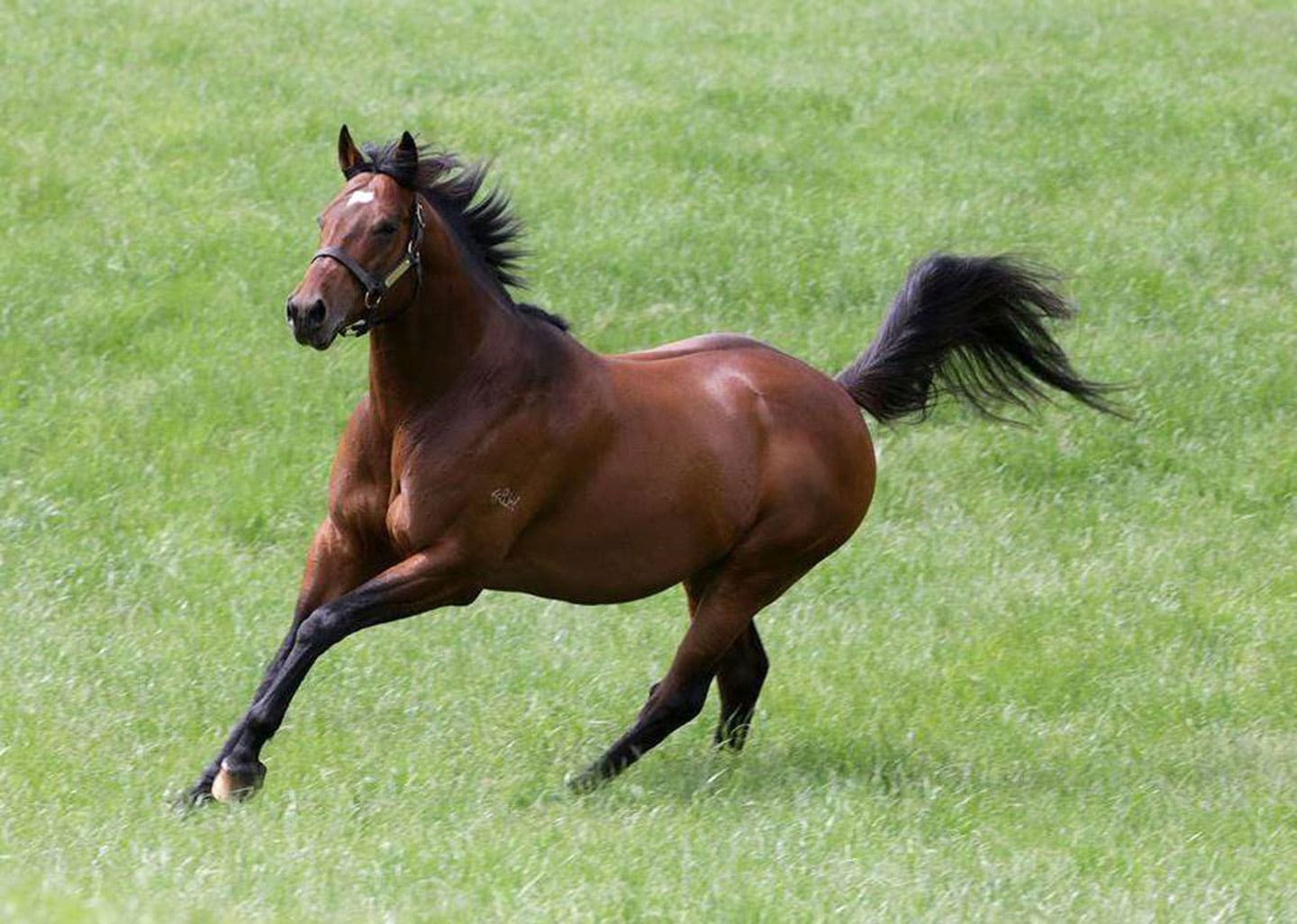 Successful New Zealand Stallion Jimmy Shoux Passes Away