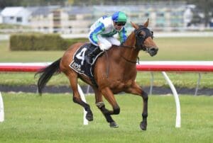 Exciting summer in store for Waikato Stud