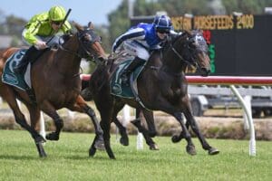 Verismo primed for Dunedin Gold Cup assignment