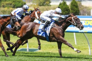 Wertheimer puts forward strong Adelaide Cup audition