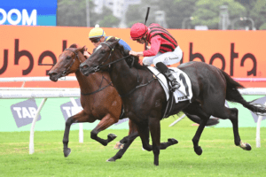 Tropical Squall Surround Stakes