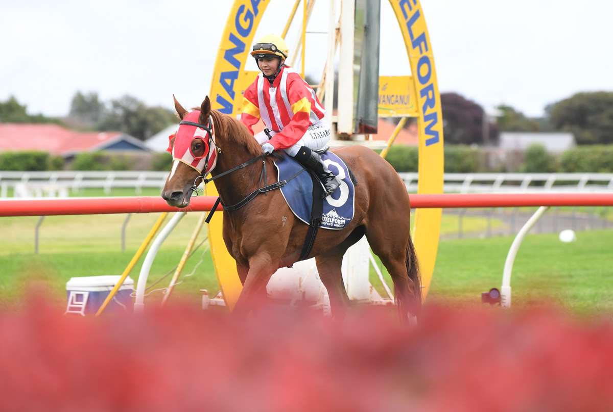 Royal Flower Chasing Fresh BlackType Success At Hawera